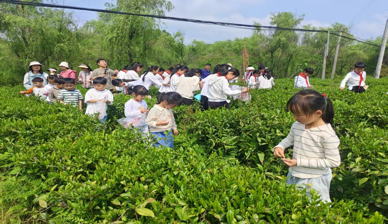 區關工委組織學生到實驗茶場開展茶文化主題實踐活動